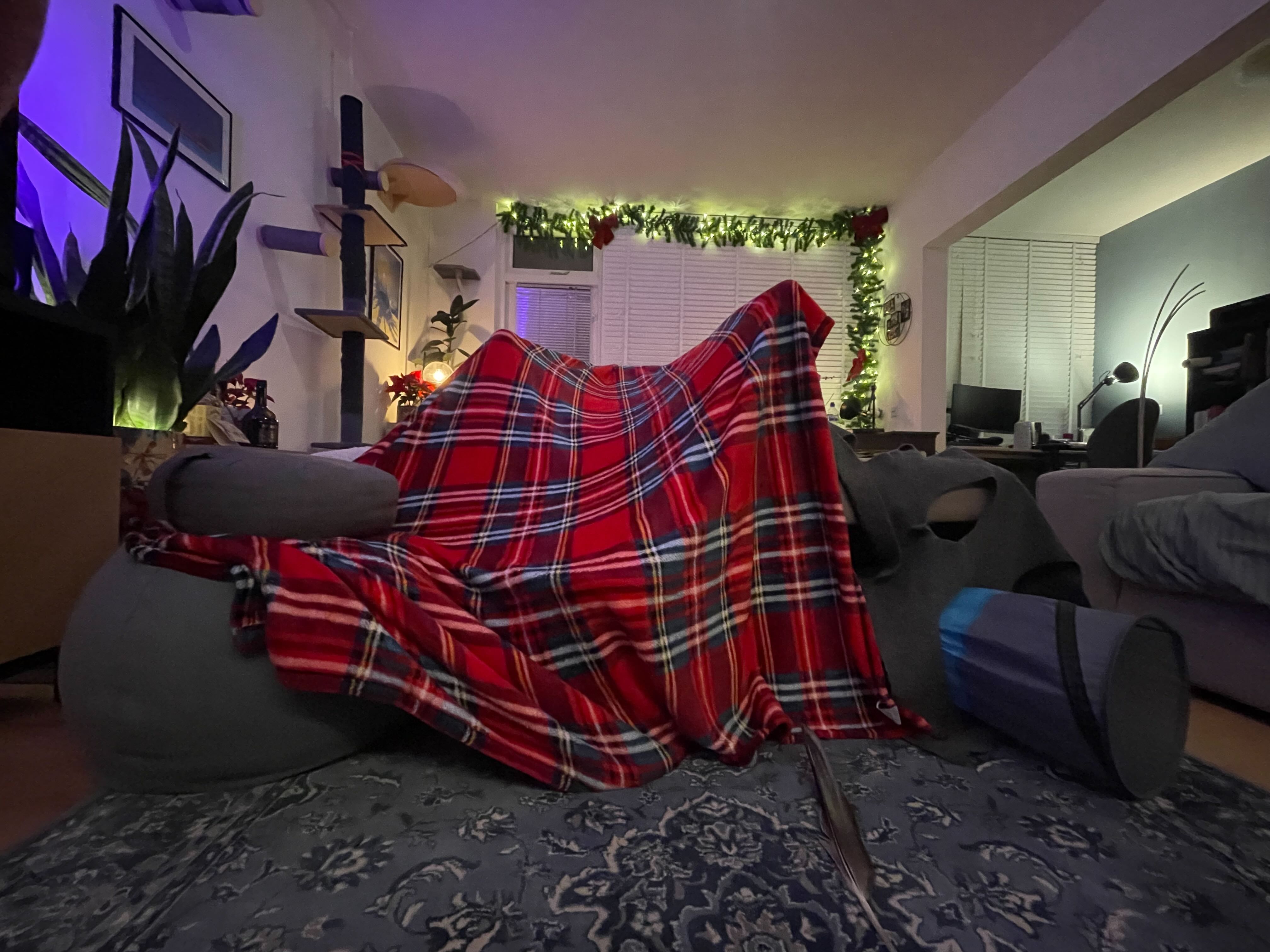 Cat fort built in the living room